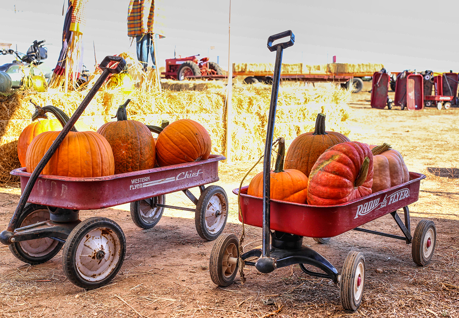 Pumpkin patch wagons